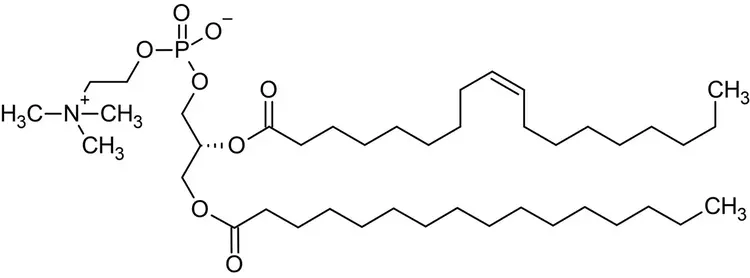 1-Palmitoyl-2-oleoyl-sn-glycero-3-phosphorylcholine (POPC), Zwitterionic phospholipid(AB143958)