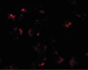 Kpna5 Antibody Ab125529  Immunocytochemistry Immunofluorescence Img50321