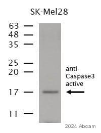Anti-Cleaved Caspase-3 antibody(AB2302)