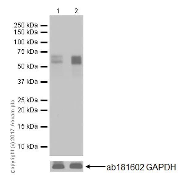 Anti-c-Fos antibody [EPR20769](AB214672)