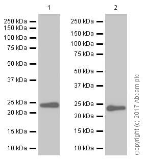 Anti-TMS1/ASC antibody [EPR10402(B)] - BSA and Azide free(AB249023)