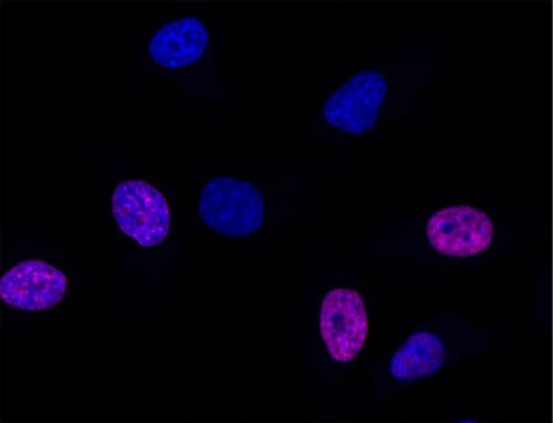 EdU Assay / EdU Staining Proliferation Kit (iFluor 647)(AB222421)