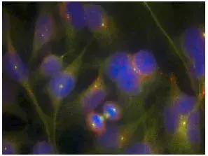 Anti-FAK antibody(AB131435)