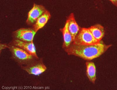 Anti-ATP5A antibody [15H4C4] - Mitochondrial Marker(AB14748)