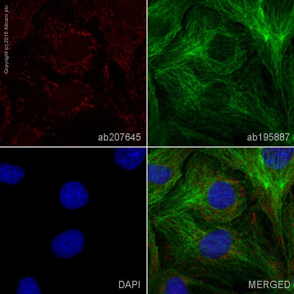 Alexa Fluor 647 Arf1 Arf3 Antibody Epr443 Ab207645  Immunocytochemistry Immunofluorescence Img71954