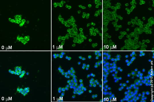 Anti-TNF alpha antibody [52B83](AB1793)