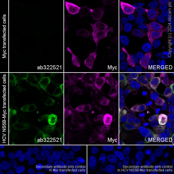 Anti-Myc tag antibody(AB9106)
