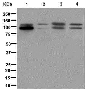 Fgfr4 Antibody Epr5330n Bsa And Azide Free Ab240205  Western Blot Img115401