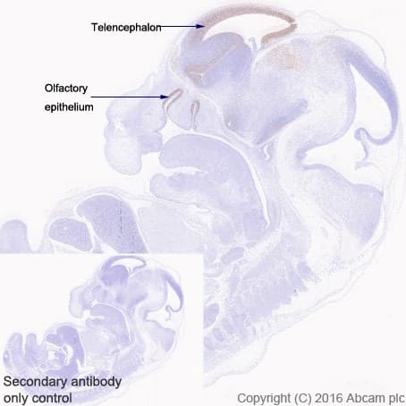 Anti-Lhx2/LH2 antibody [EPR20449] - BSA and Azide free(AB236037)