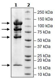 Recombinant Human CRBN + DDB1 + CUL-4A + RBX1 protein (Tagged)(ab271467)