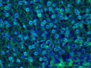 Anti-Lamin B1 antibody [119D5-F1] - Nuclear Envelope Marker(ab8982)