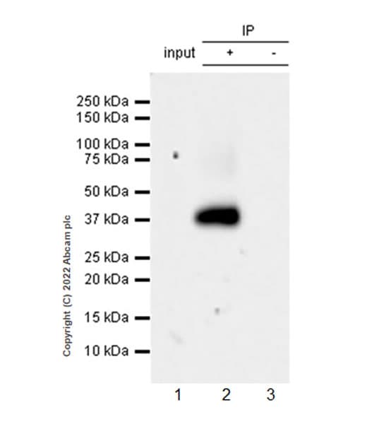 Anti-xCT antibody [EPR27115-64](AB307601)