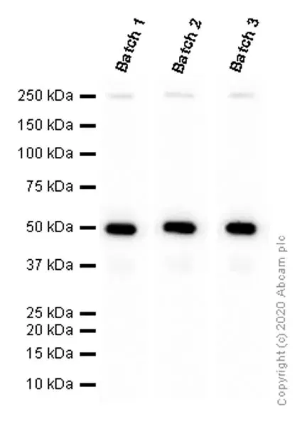 Anti-PRAME antibody [EPR20330] - BSA and Azide free(AB232571)