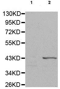 Connexin 43 Gja1 Phospho S368 Antibody Ab194928  Western Blot Img34653