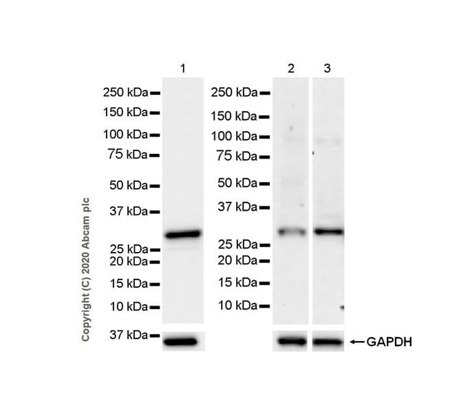 Psme2 Antibody Epr14931 Bsa And Azide Free Ab250700  Western Blot Img1052