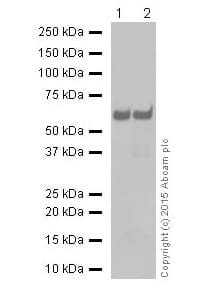 Sqstm1 P62 Antibody Epr18351 Autophagosome Marker Ab207305  Western Blot Img46116