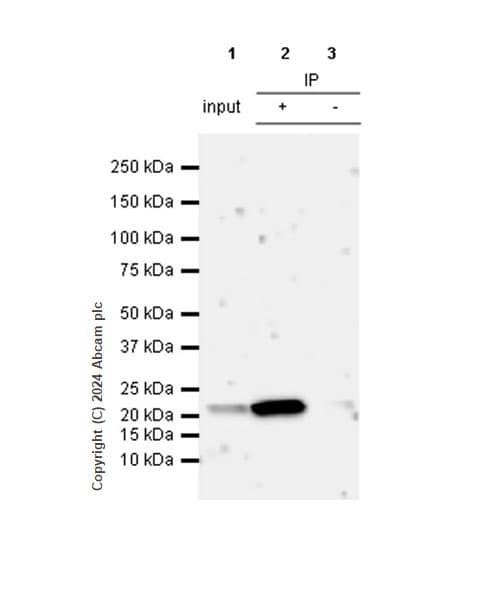 Anti-Claudin 1 antibody [RM1186](AB317709)