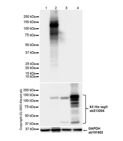 Trkc Antibody Epr22959 404 Ab313761  Western Blot Img418988