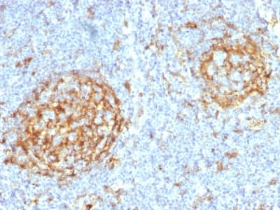 Anti-CD14 antibody [LPSR/2397](AB238090)