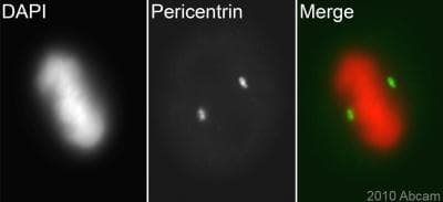 Anti-Pericentrin antibody [mAbcam 28144] - Centrosome Marker(AB28144)