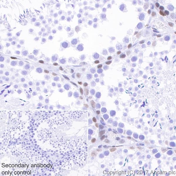 Anti-Chk2 antibody [EPR19236] - BSA and Azide free(AB271961)
