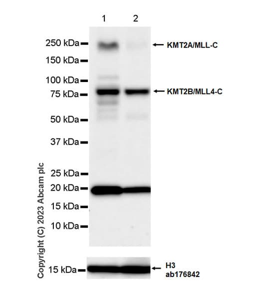 Anti-Histone H3 antibody [EPR16987] - Nuclear Marker and ChIP Grade(AB176842)