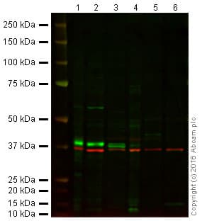 Anti-SOX2 antibody(ab97959)