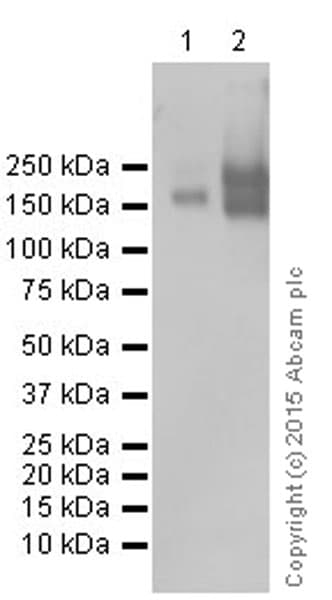Anti-P Glycoprotein antibody [EPR10364-57](AB170904)
