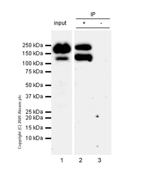 Anti-NMDAR2B antibody [EPR23460-119] - BSA and Azide free(AB275096)
