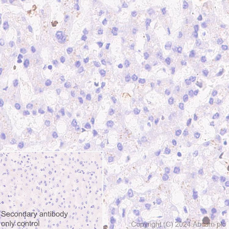 Anti-MNDA antibody [EPR28267-44] - BSA and Azide free(AB316968)