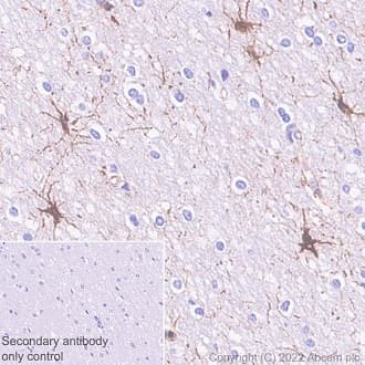 Anti-Paxillin antibody [Y113](AB32084)