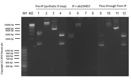 Anti-DNA:RNA hybrid antibody [S9.6](ab234957)
