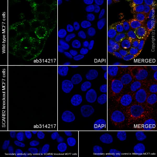Anti-LAMP1 antibody [H4A3](ab25630)