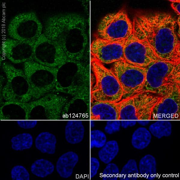 Lin28a Antibody Epr4640 Bsa And Azide Free Ab226089  Immunocytochemistry Immunofluorescence Img40295