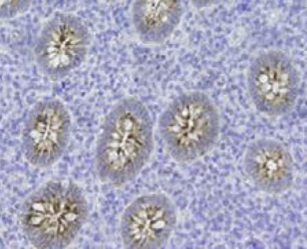 Polymeric Immunoglobulin Receptor Pigr Antibody 7c1 Ab170321  Immunohistochemistry Formalin Pfa Fixed Paraffin Embedded Sections Img87752