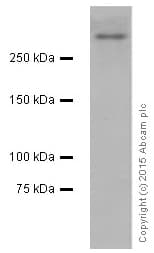 Anti-53BP1 antibody [EPR2172(2)](AB175933)