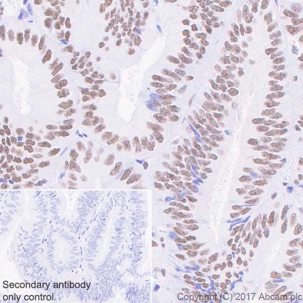 Anti-Mre11 antibody [EPR21027] - BSA and Azide free(AB230381)