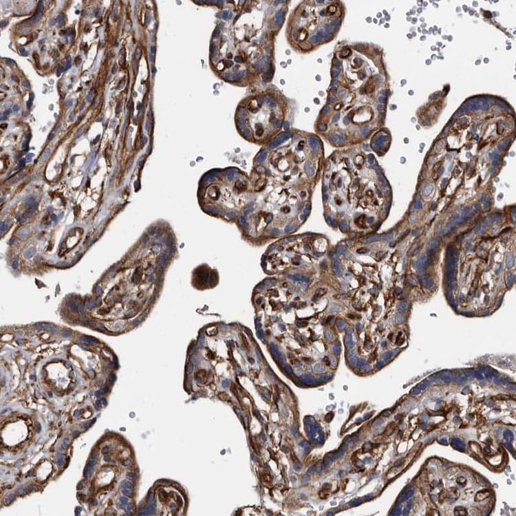 Kctd20 Antibody Ab122094  Immunohistochemistry Formalin Pfa Fixed Paraffin Embedded Sections Img91169