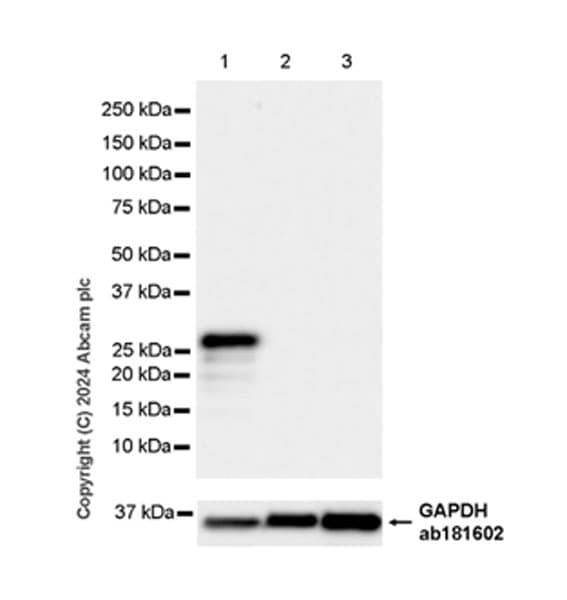 Anti-NNMT antibody [EPR29205-77] - BSA and Azide free
