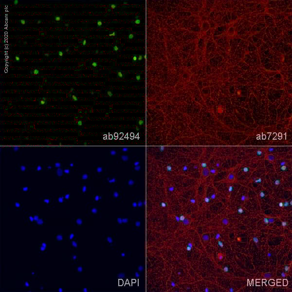 Anti-SOX2 antibody [EPR3131](AB92494)