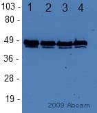 Anti-FOXA1 antibody(AB23738)