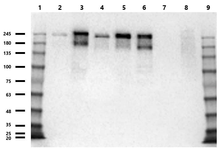 Anti-ZO1 tight junction protein antibody(AB216880)