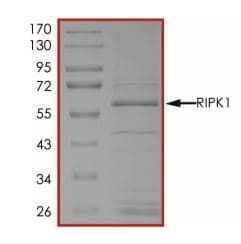 Recombinant mouse RIP protein (Active)(AB268944)