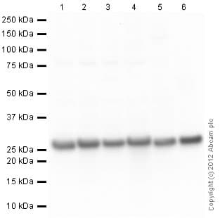 Anti-PGP9.5 antibody [13C4 / I3C4](AB8189)