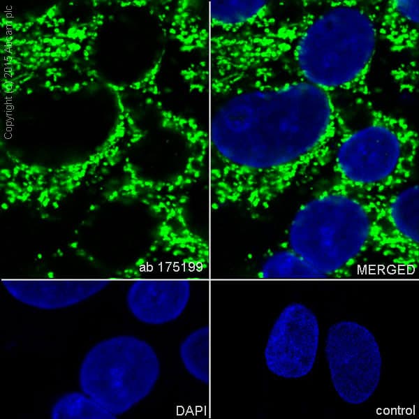 Anti-TUFM antibody [EPR12796(B)](AB175199)