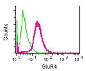Anti-GluA4 antibody [EPR2512(2)] - BSA and Azide free(AB232015)