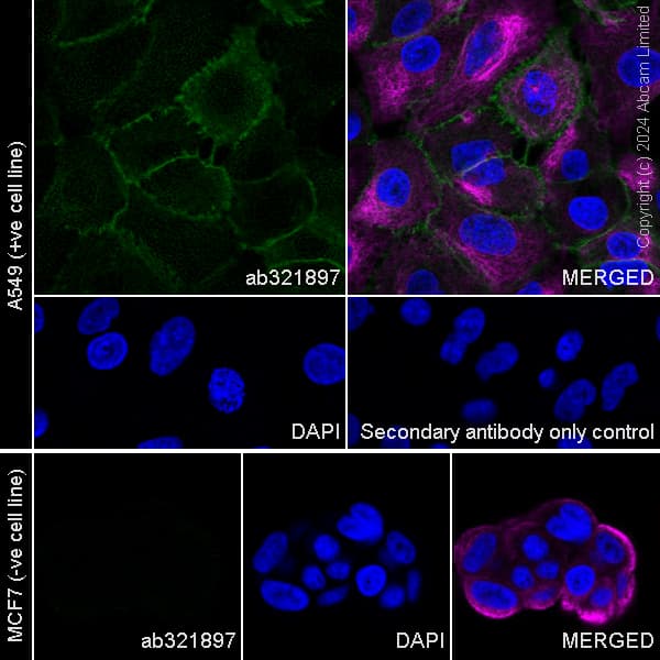 Anti-N Cadherin antibody [EPR29626-10](AB321897)