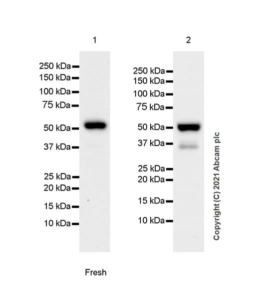 Anti-TGF beta Receptor I antibody [EPR20923-13](AB235578)
