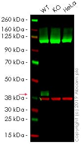 Anti-DUSP6 antibody [EPR129Y](AB76310)
