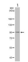 Anti-ADAM10 antibody(AB227172)